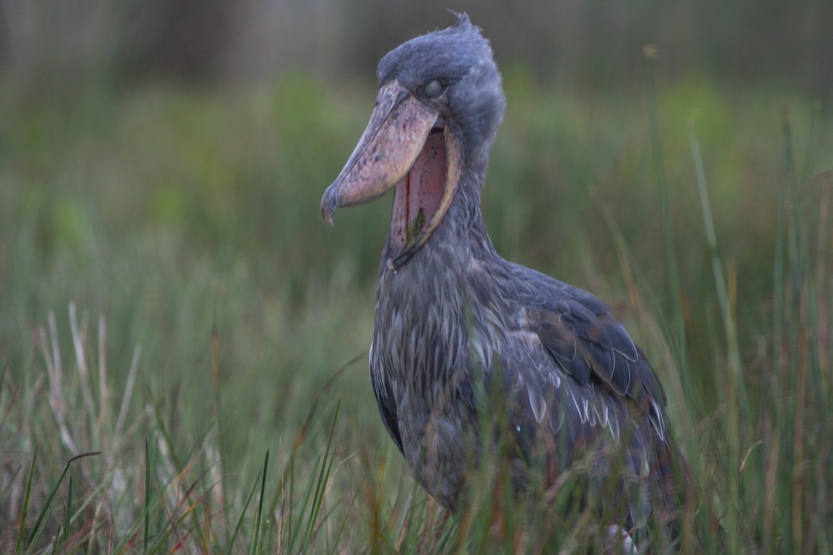 Shoebill - Pam Rasmussen