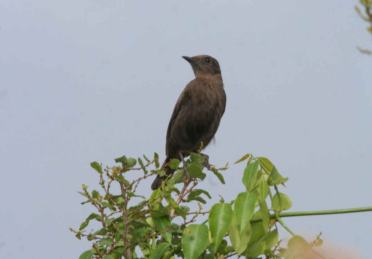 Zorzal Hormiguero Negro - ML137508381