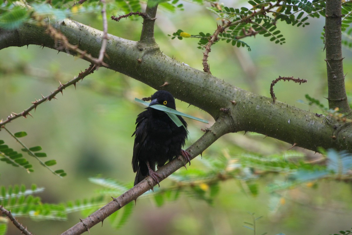 Vieillot's Black Weaver - ML137508541