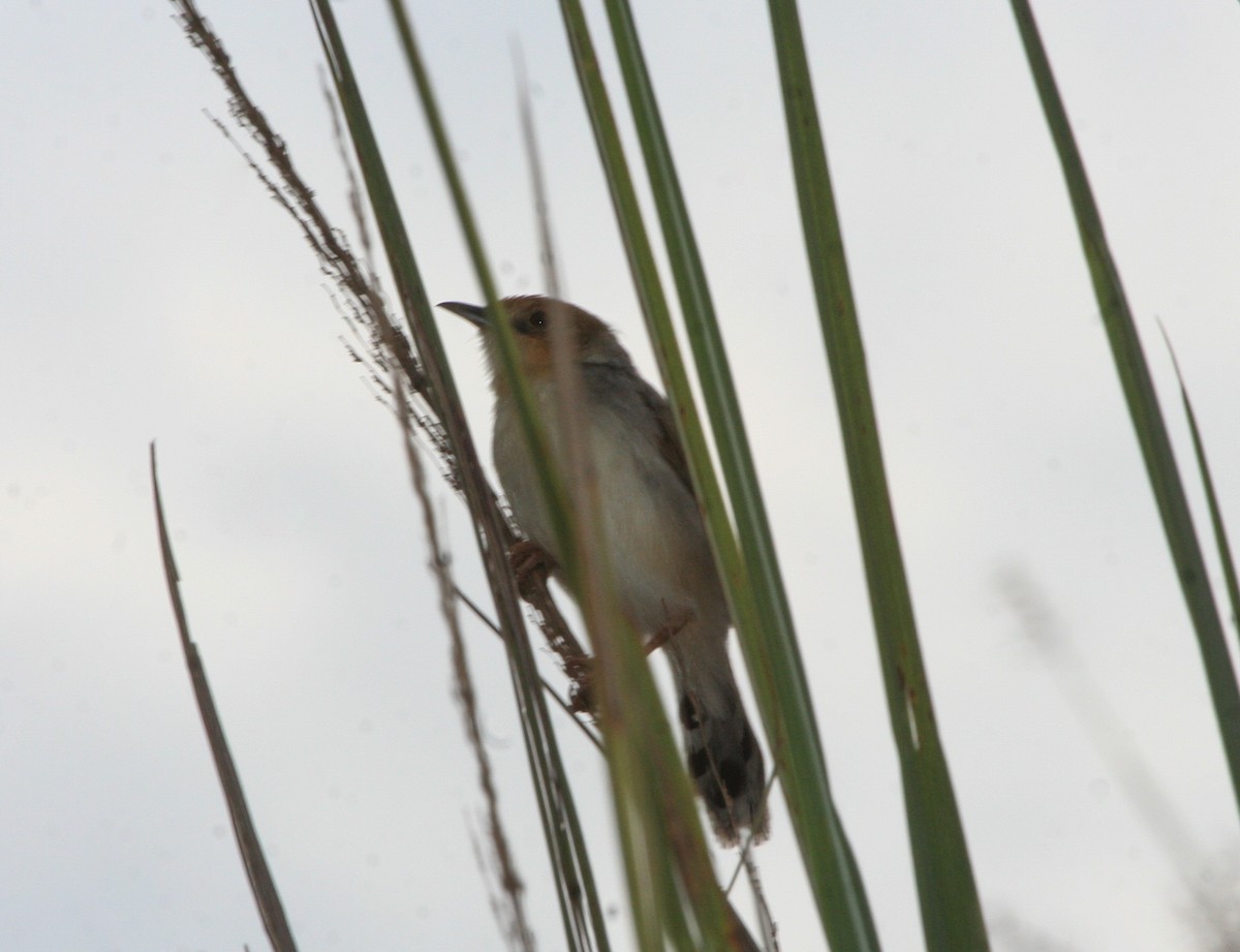 Winding Cisticola - Pam Rasmussen