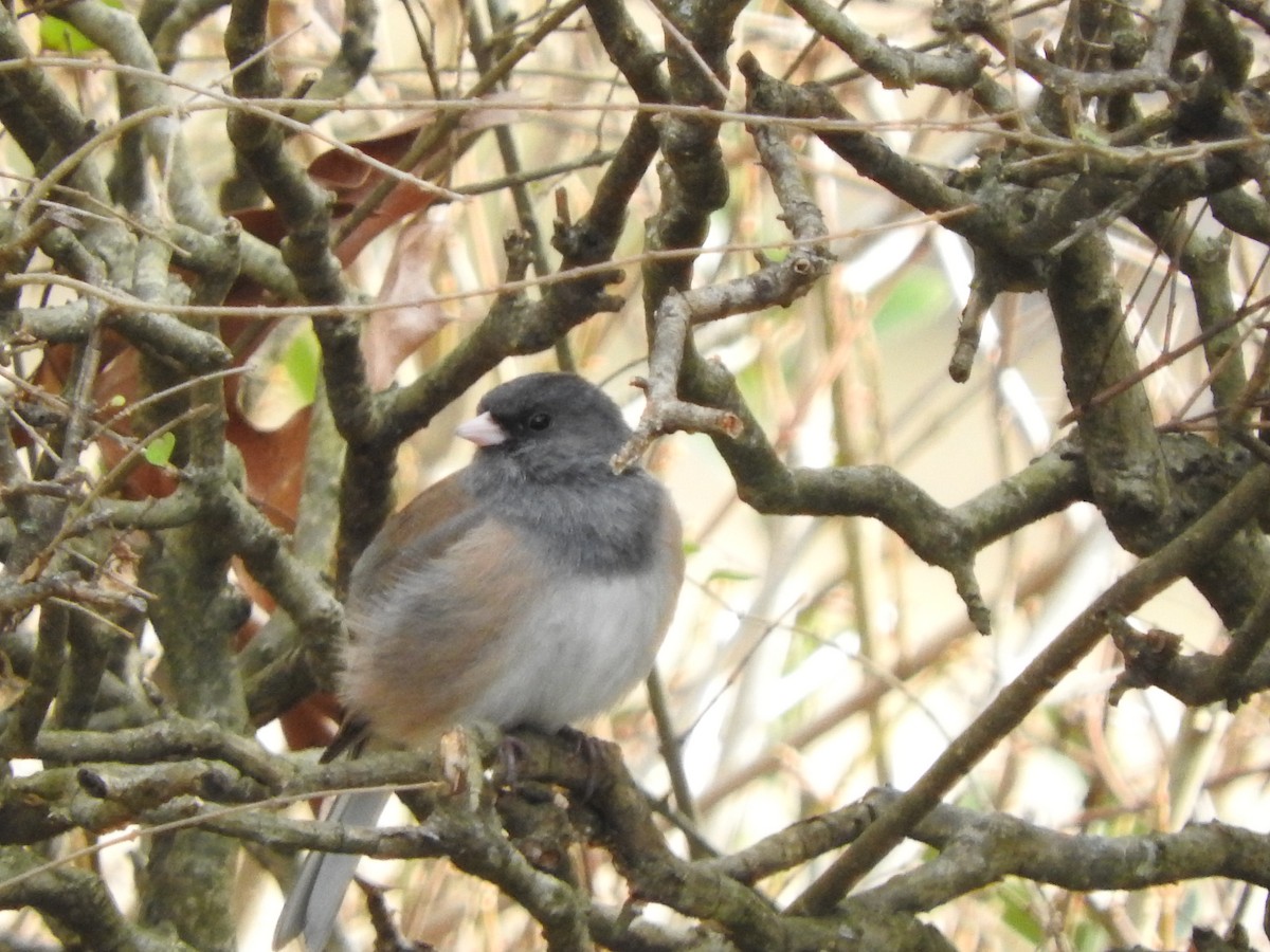 Dark-eyed Junco (Oregon) - ML137508791