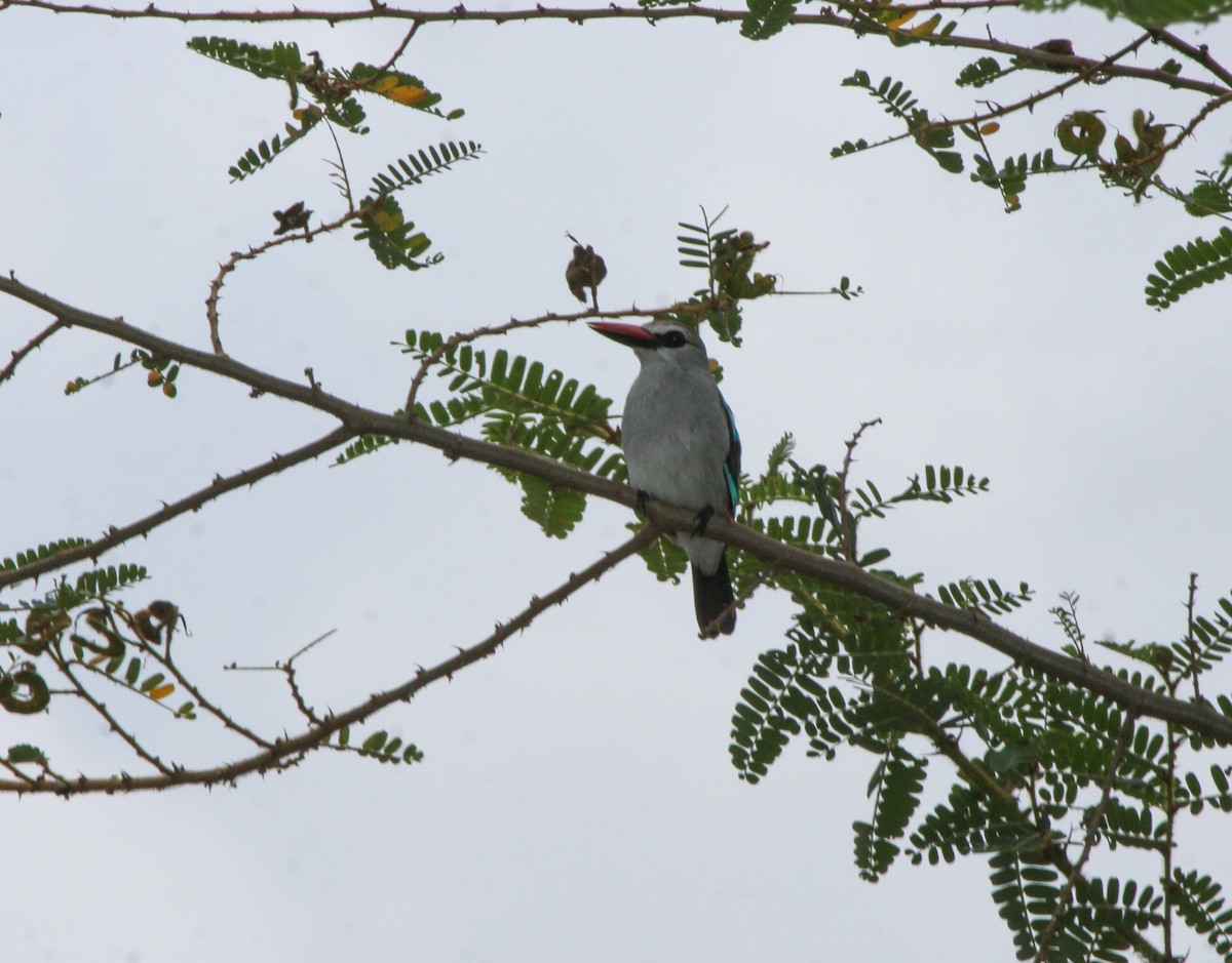 Woodland Kingfisher - ML137508811