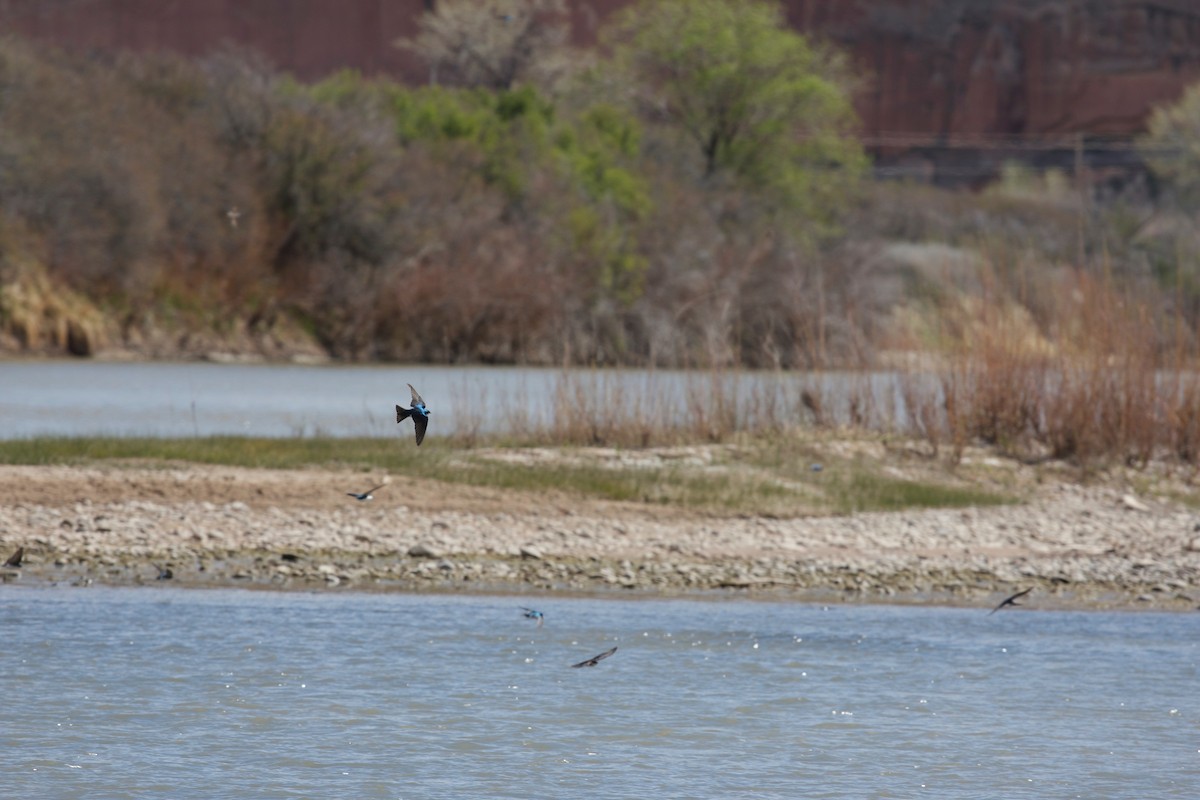 Tree Swallow - ML137508911