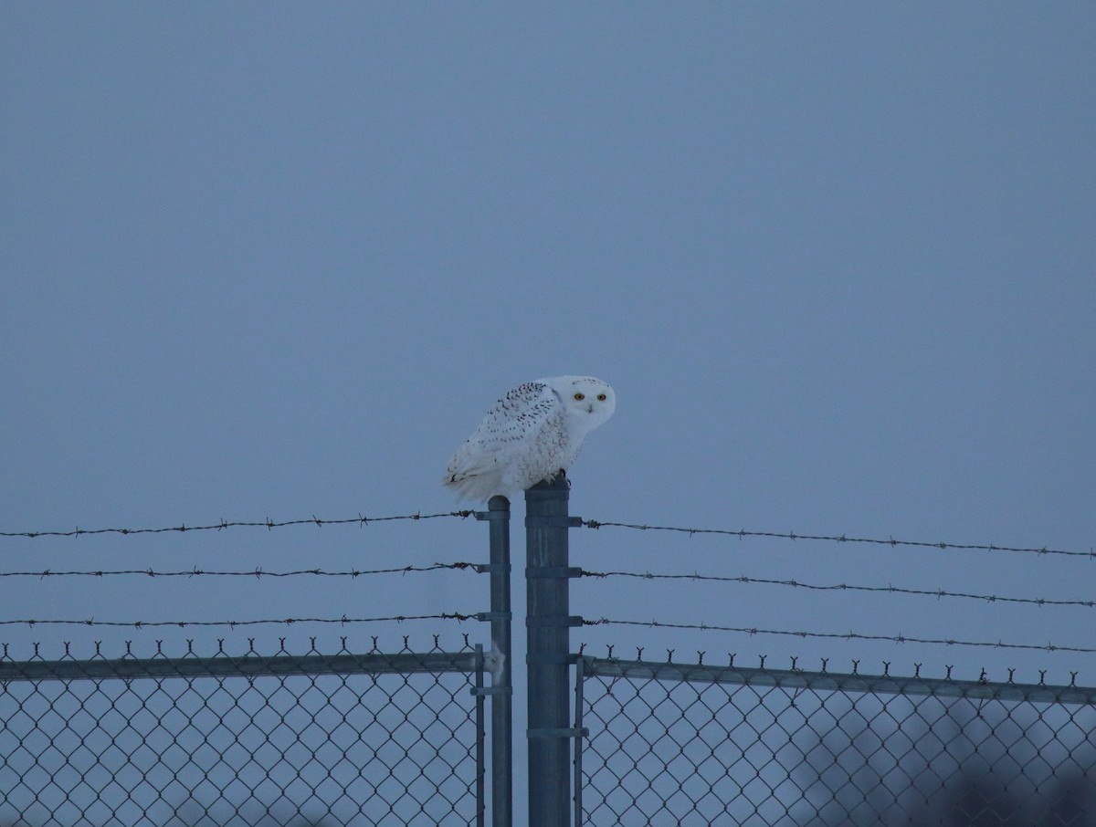 sovice sněžní - ML137511381