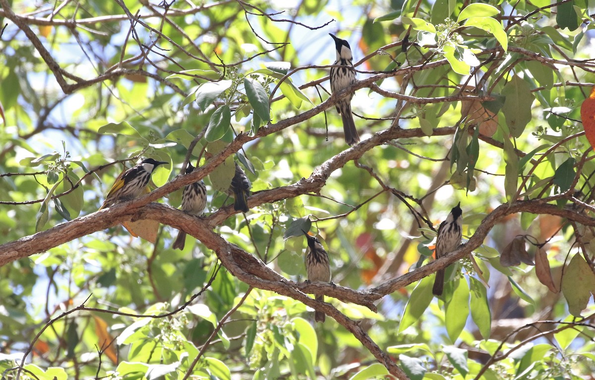 White-cheeked Honeyeater - ML137511641