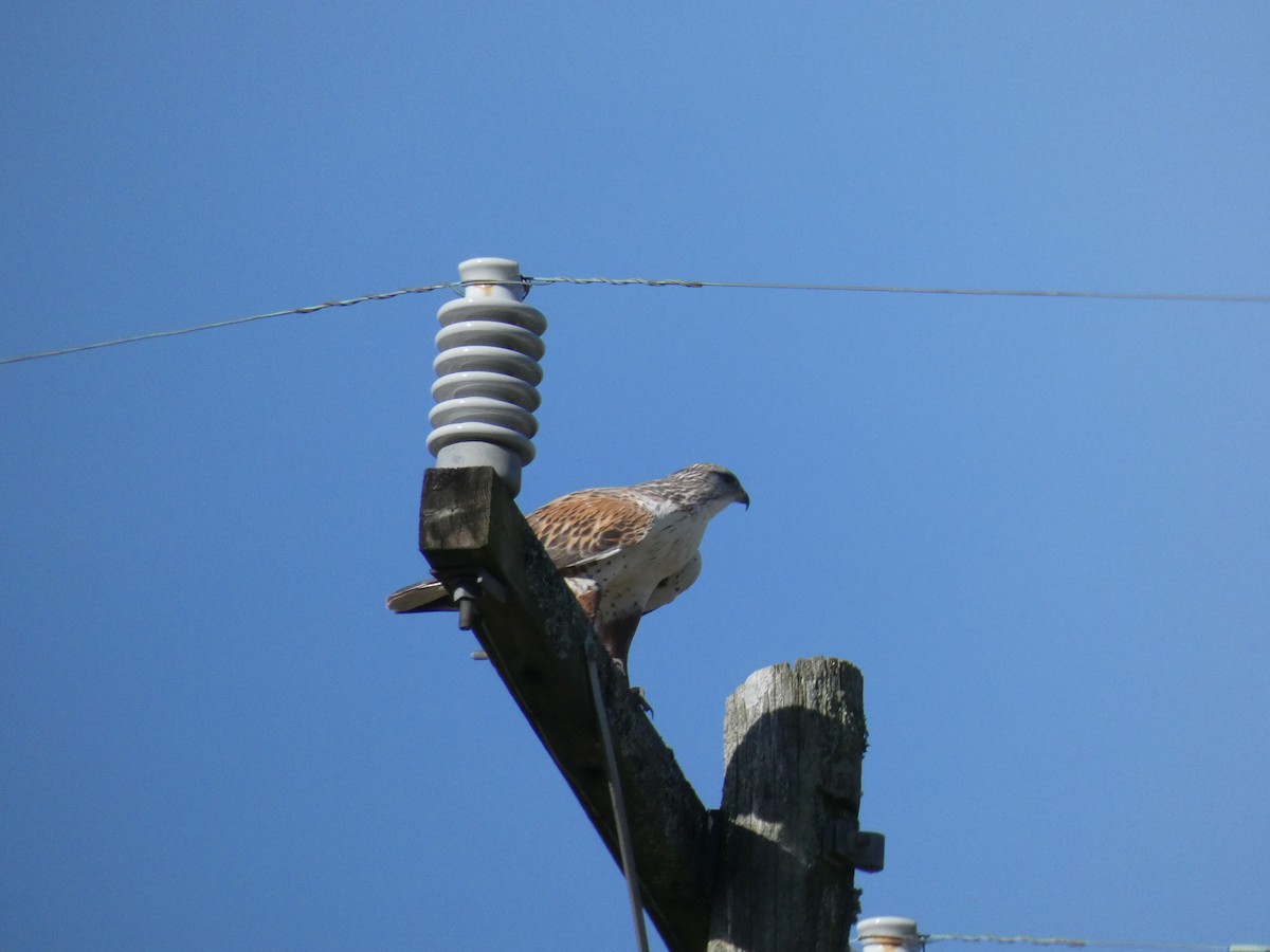 Ferruginous Hawk - ML137513421
