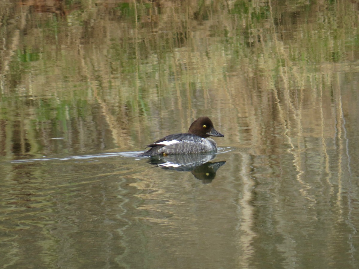 Common Goldeneye - Mark Kosiewski