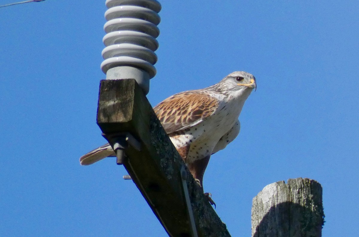 Ferruginous Hawk - ML137514111