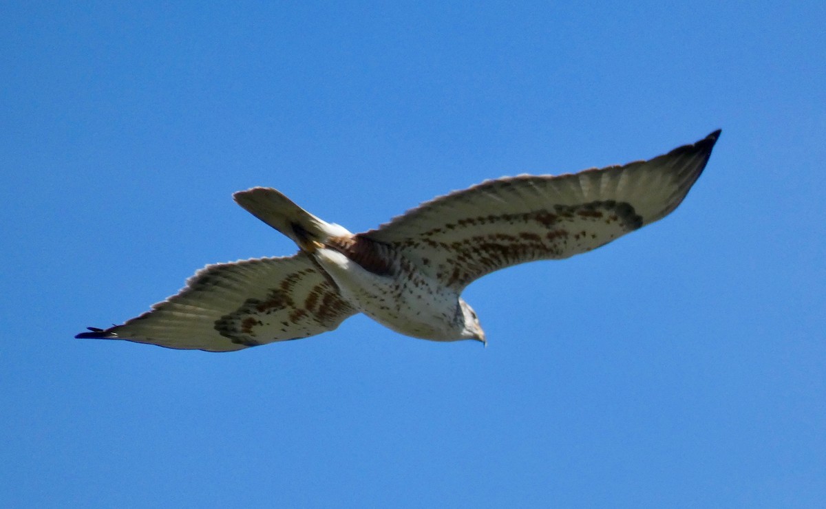 Ferruginous Hawk - ML137514411