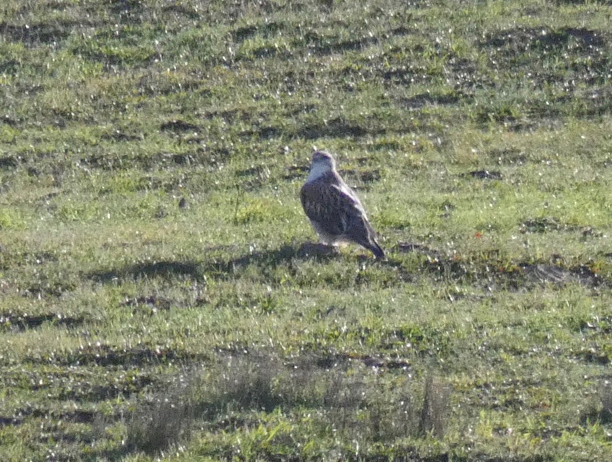 Ferruginous Hawk - ML137514621