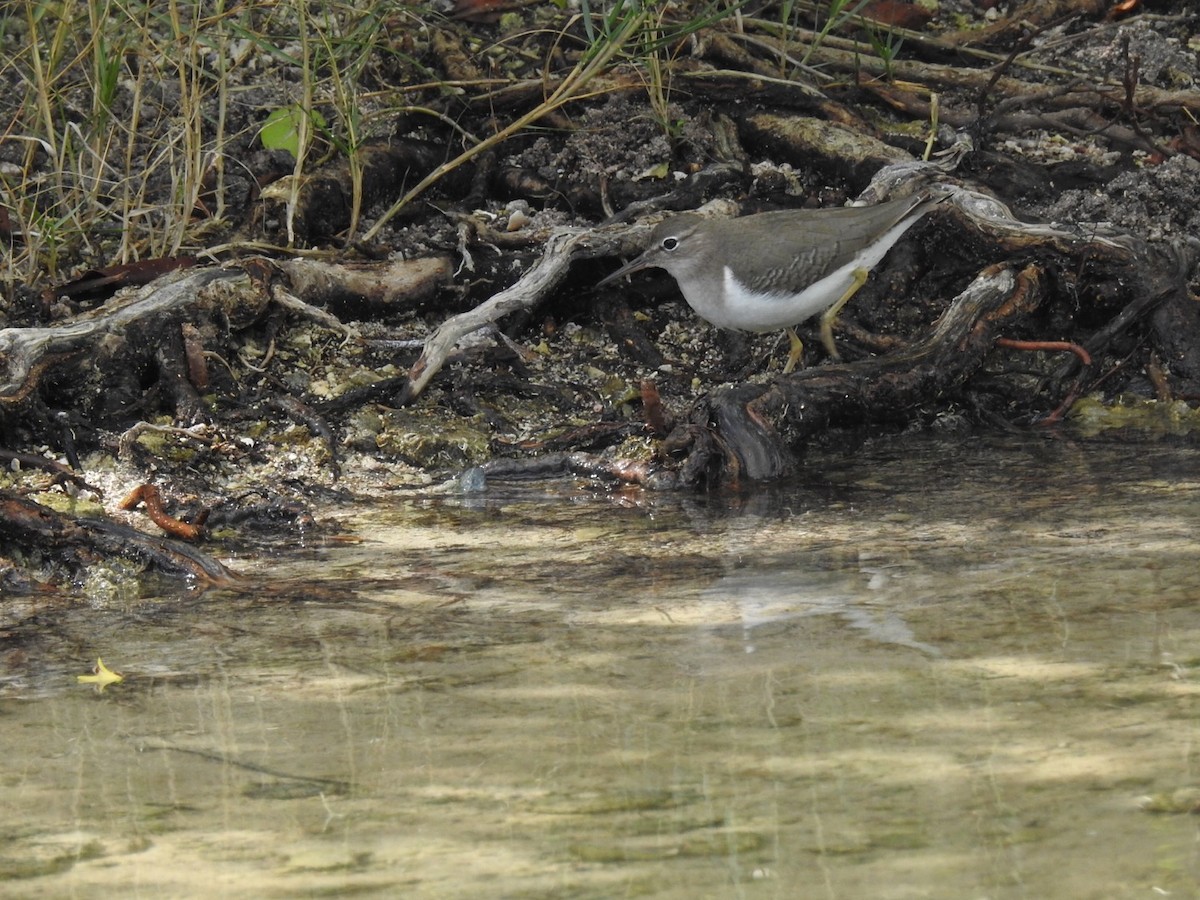 Spotted Sandpiper - Don Hoppe