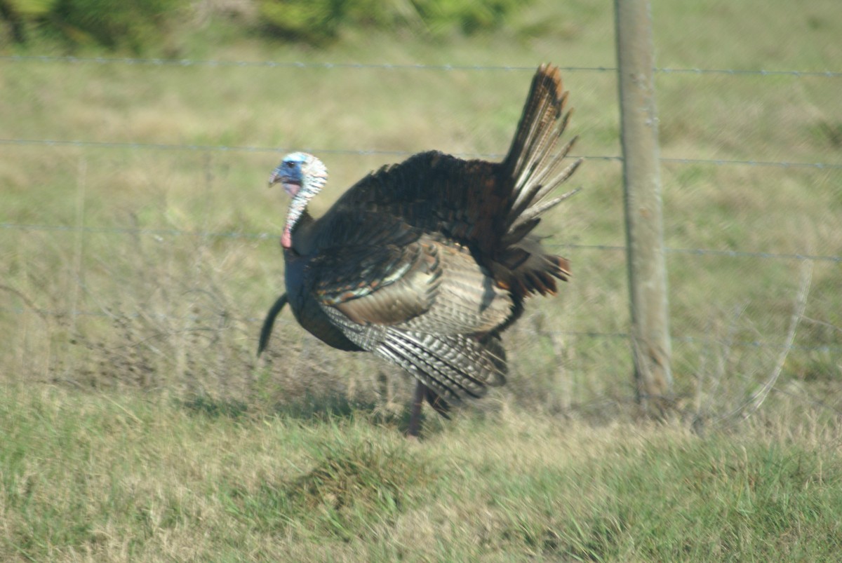 Wild Turkey - ML137515891