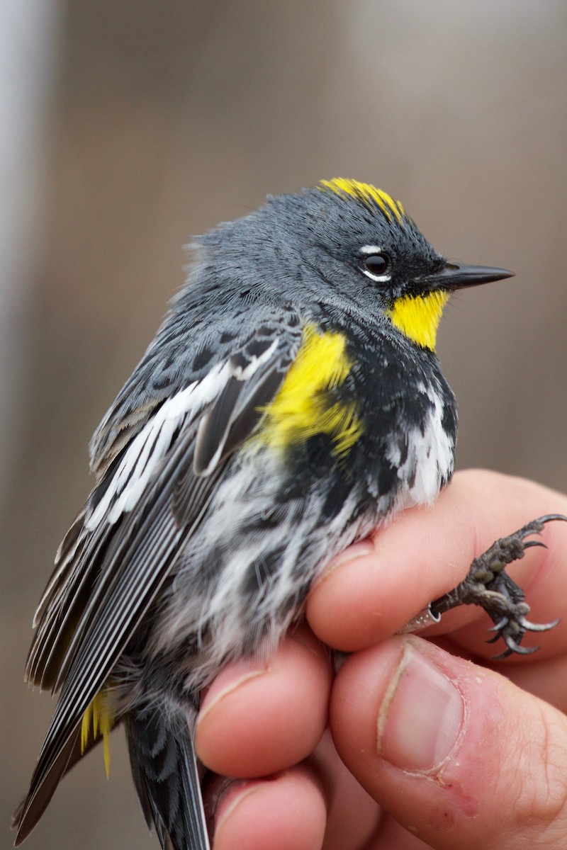 Yellow-rumped Warbler (Audubon's) - ML137516121