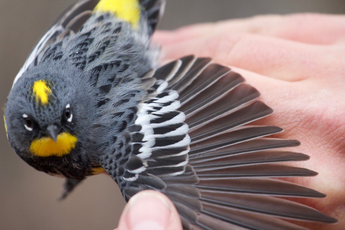 Yellow-rumped Warbler (Audubon's) - ML137516161