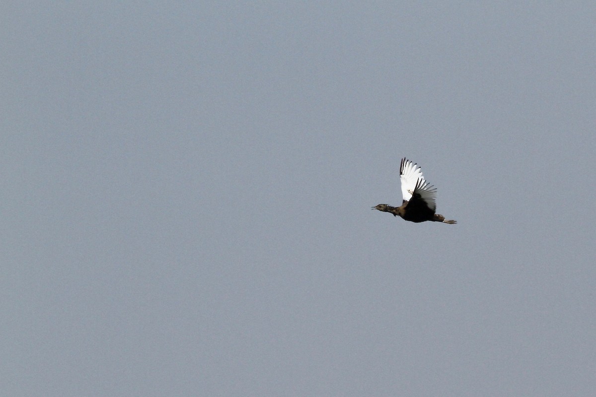 Bengal Florican - ML137517291