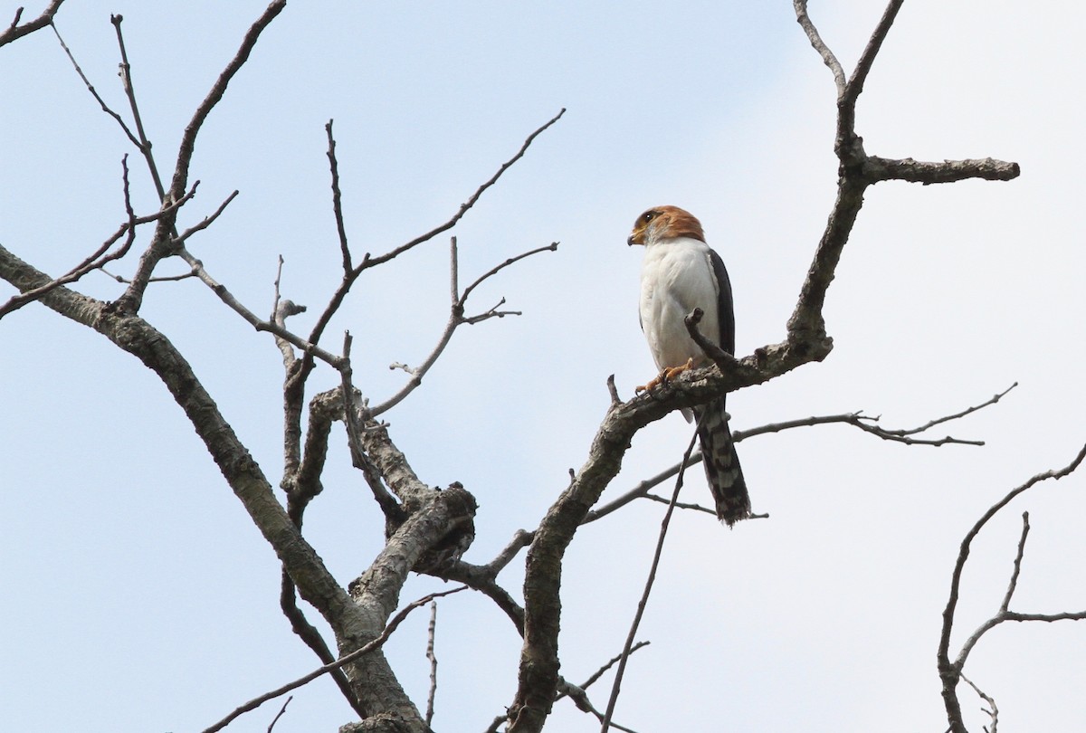 White-rumped Falcon - ML137517461