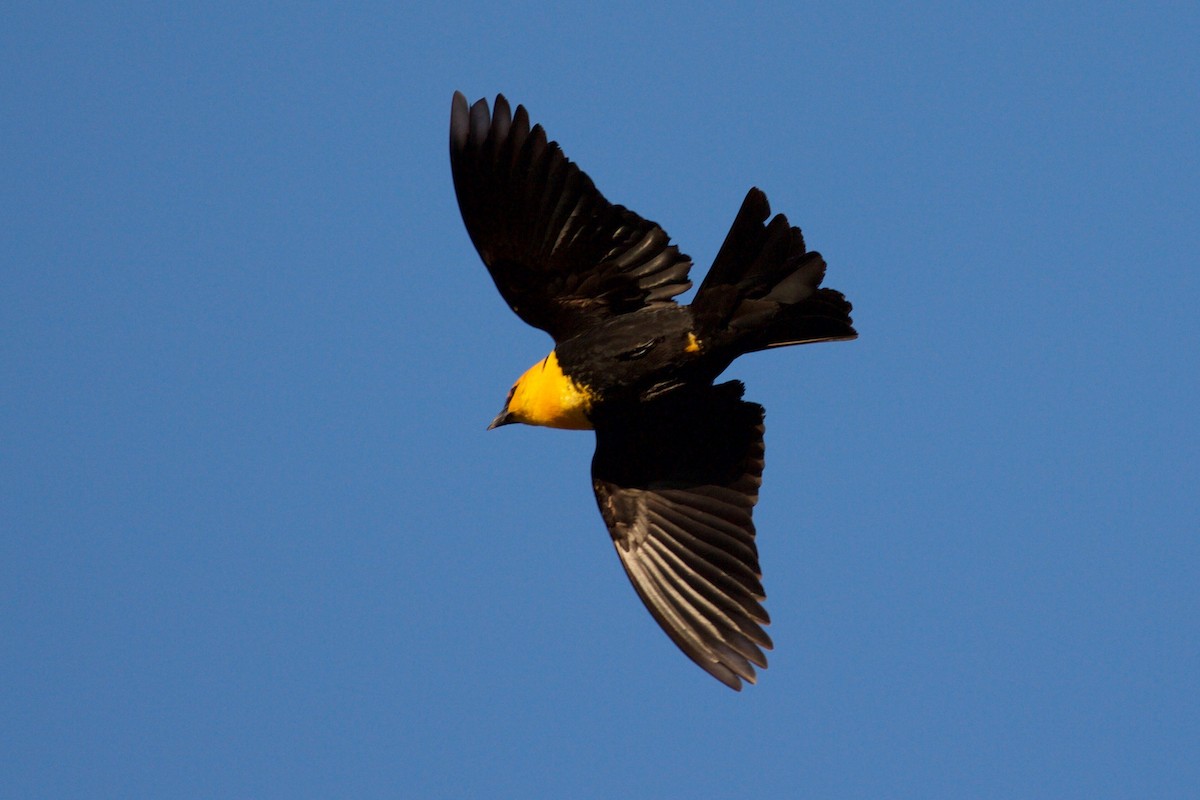 Yellow-headed Blackbird - ML137517781