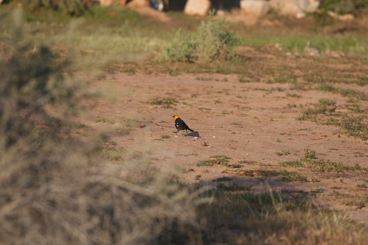 Yellow-headed Blackbird - ML137517791