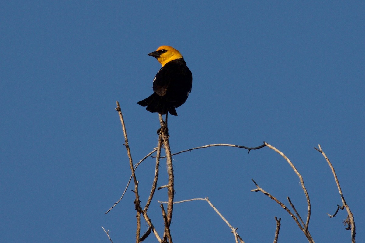 Yellow-headed Blackbird - ML137517831