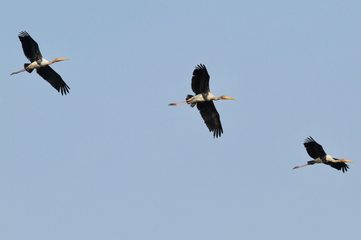 Painted Stork - ML137518081