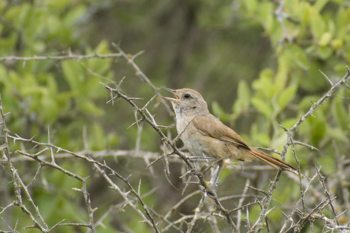 Short-billed Canastero - ML137519221