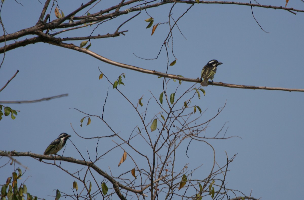 Spot-flanked Barbet - ML137520151