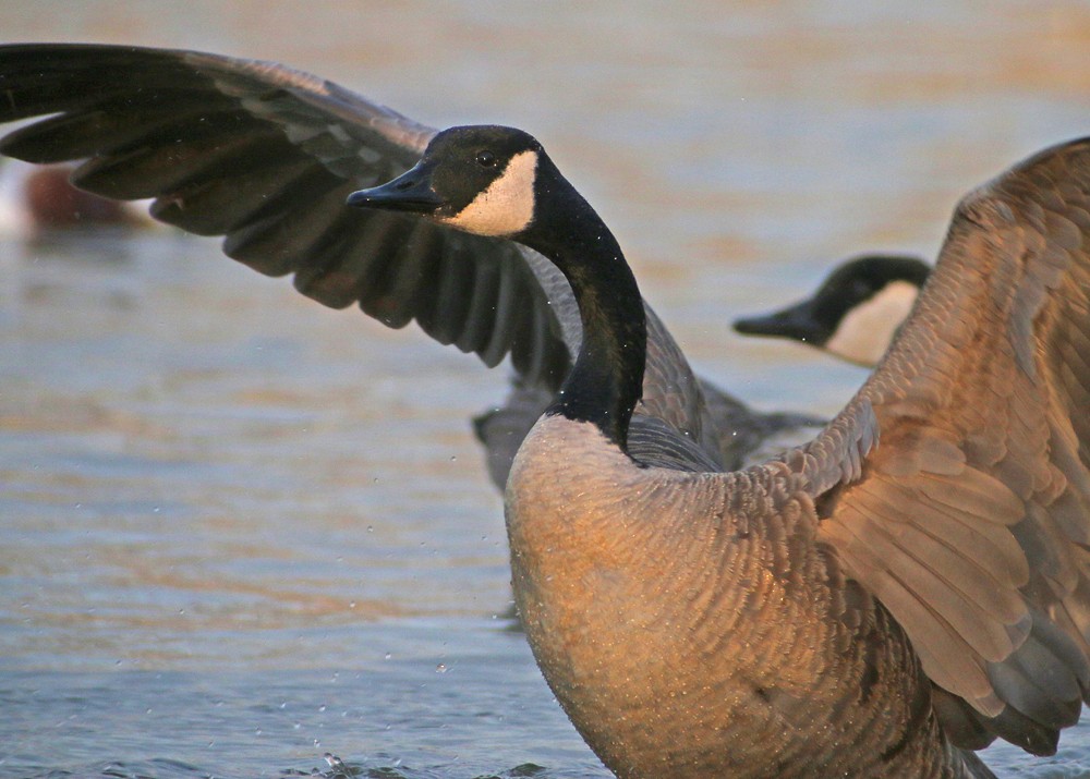 Canada Goose - ML137520261