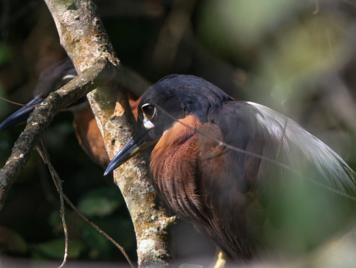 White-backed Night Heron - Pam Rasmussen