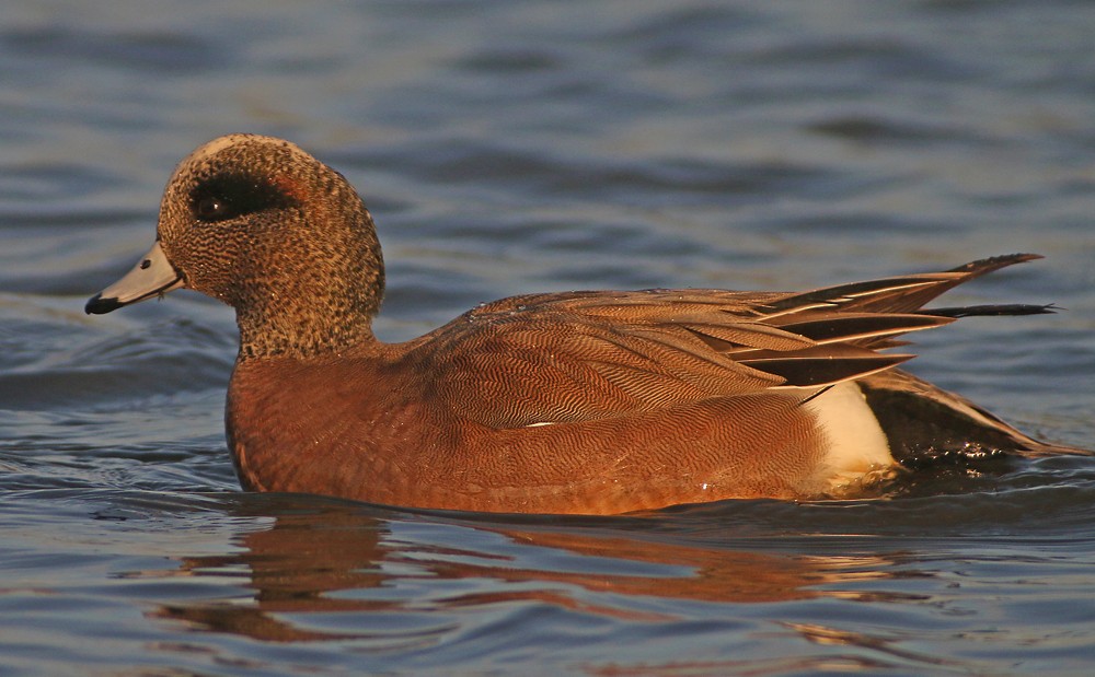 American Wigeon - ML137520631