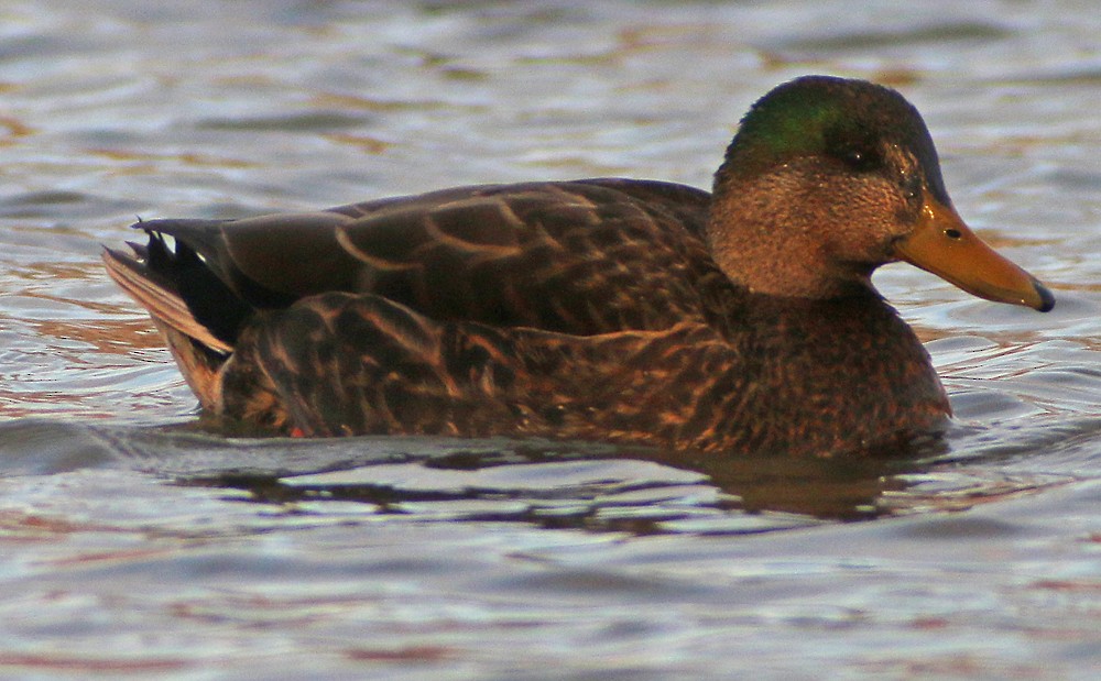 Mallard x American Black Duck (hybrid) - ML137520741