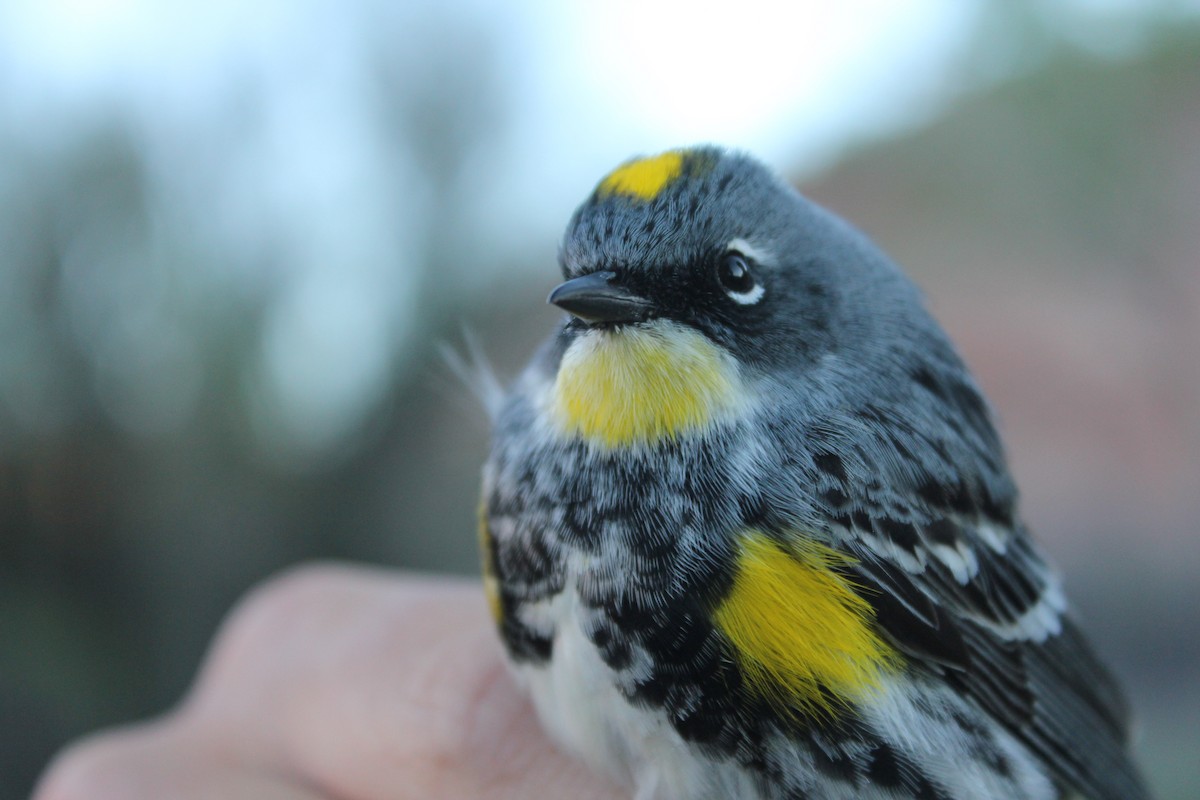 Yellow-rumped Warbler (Myrtle x Audubon's) - ML137523741