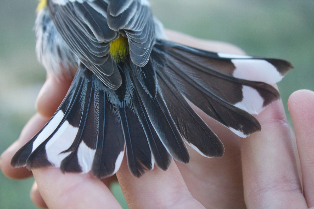 Yellow-rumped Warbler (Myrtle x Audubon's) - ML137523781