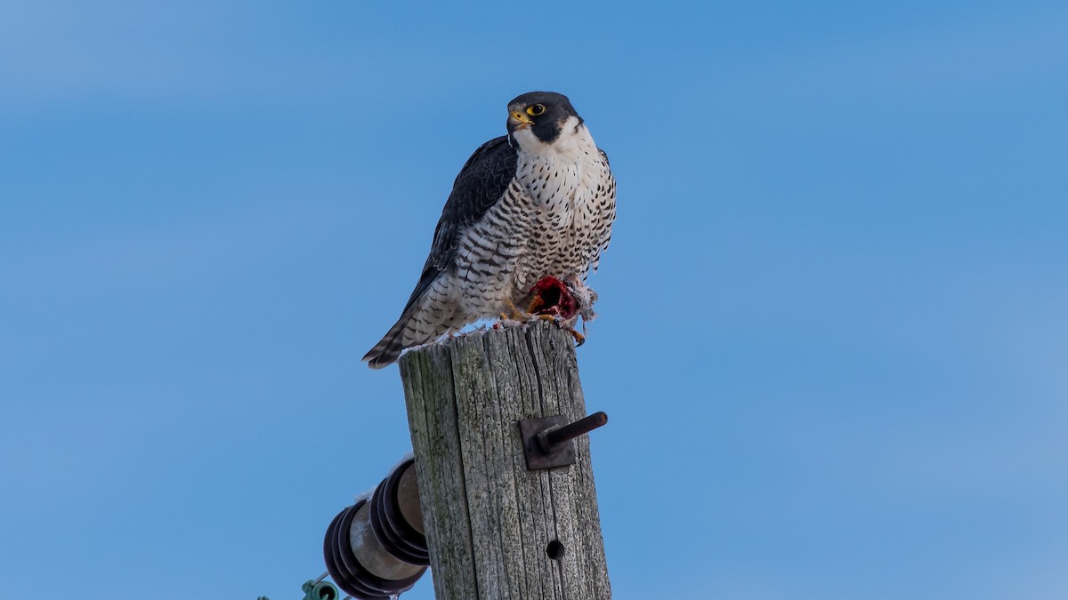 Peregrine Falcon - ML137524341