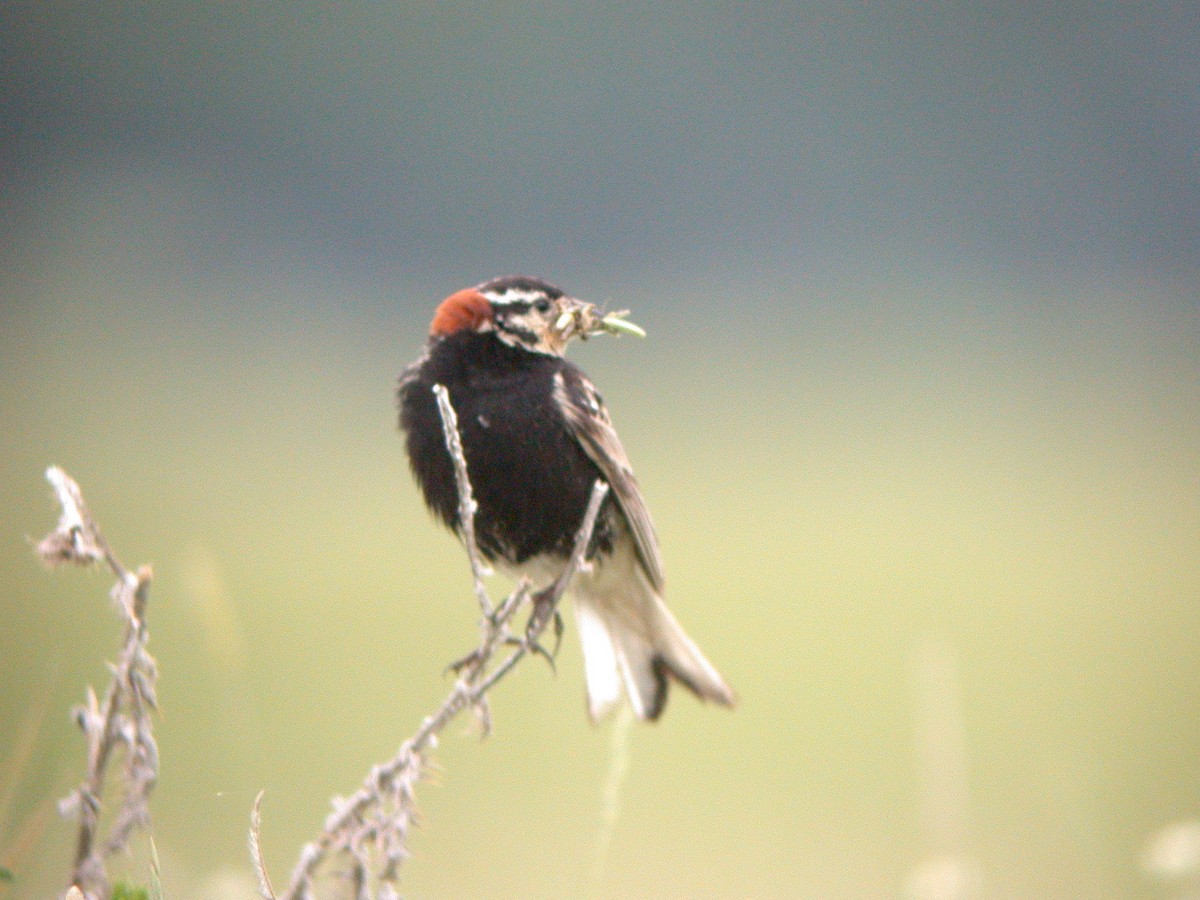 Chestnut-collared Longspur - ML137524581