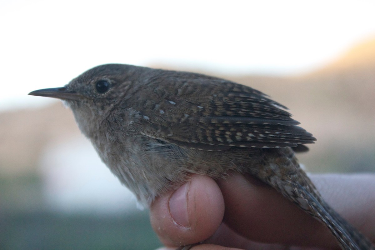 House Wren - ML137524611