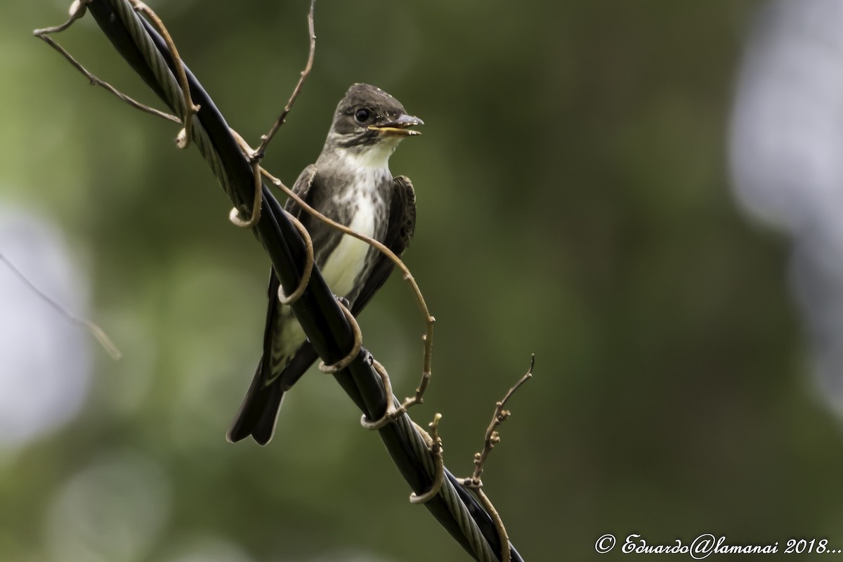 Olive-sided Flycatcher - ML137525781