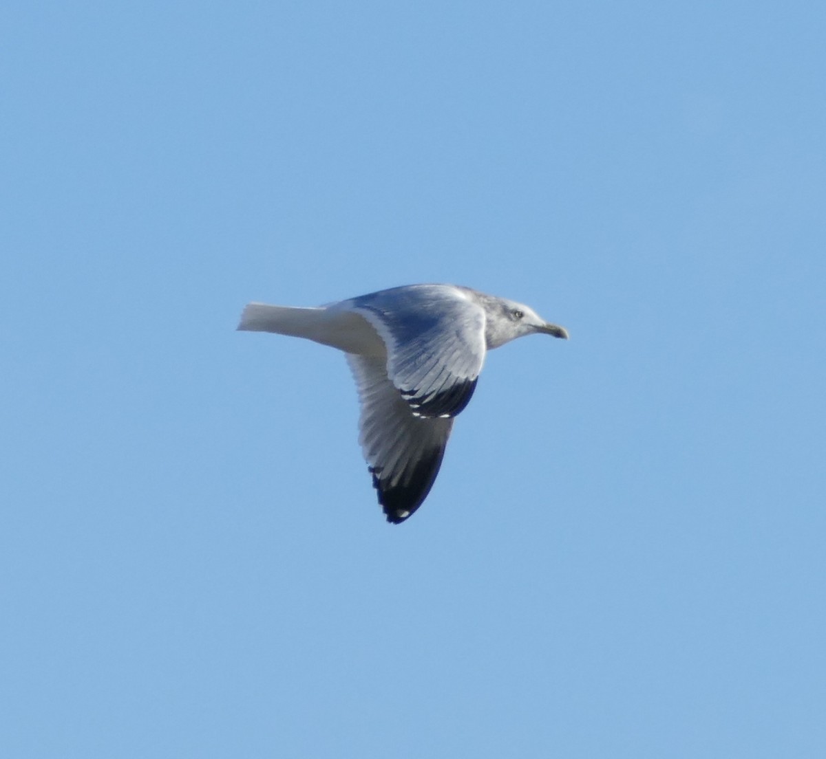 Gaviota Argéntea - ML137525851