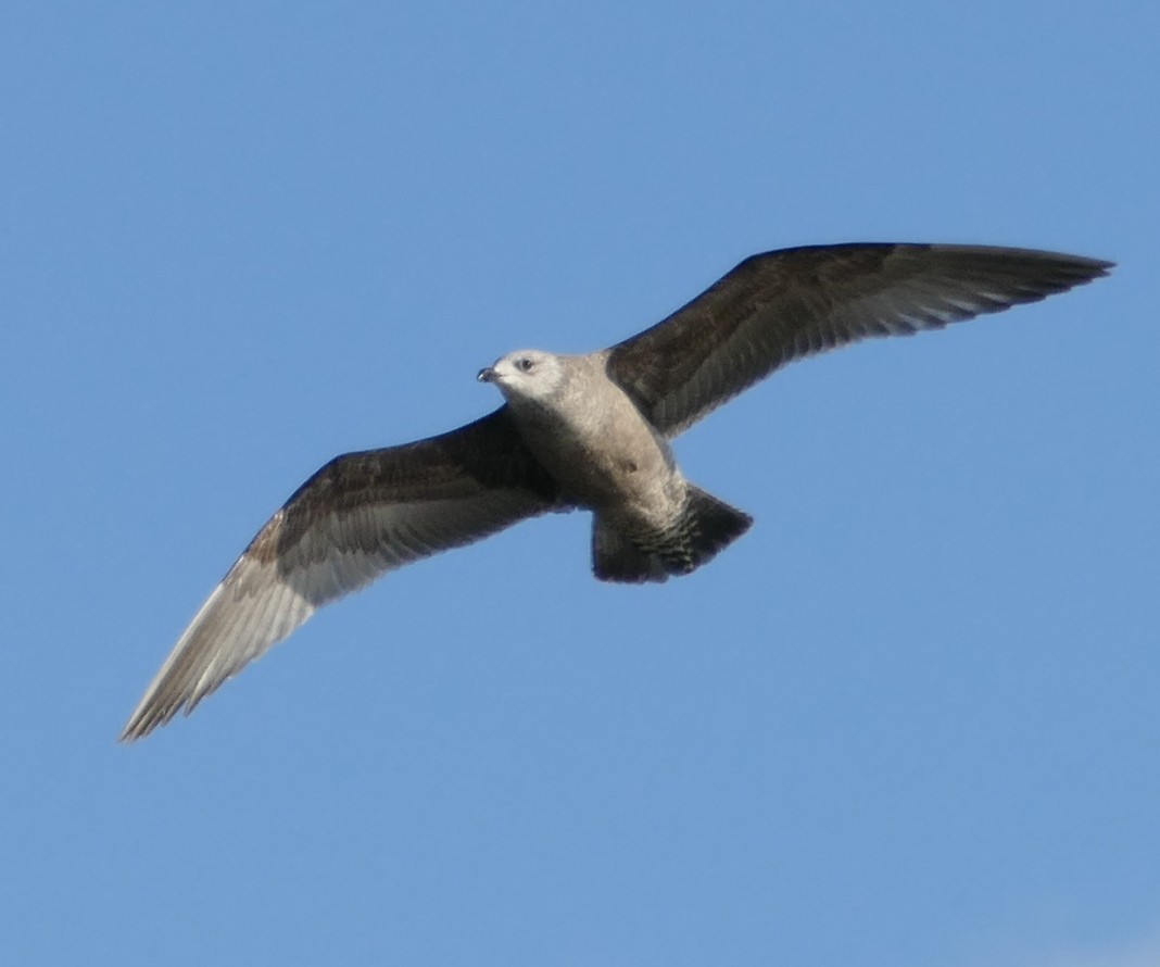 Goéland argenté (smithsonianus) - ML137526141