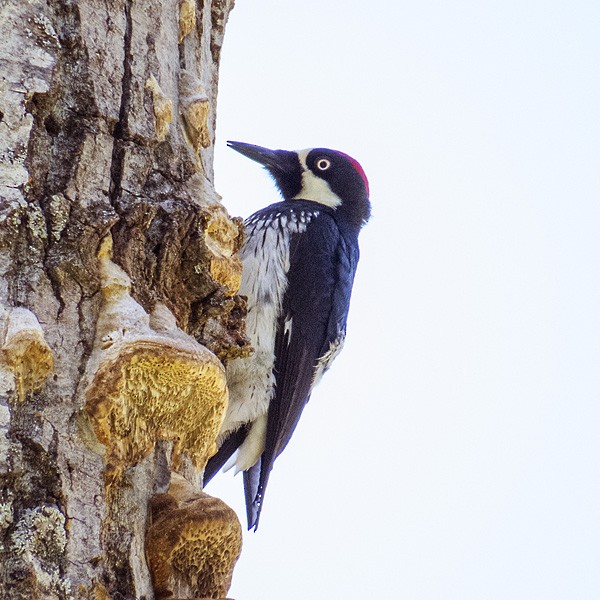Acorn Woodpecker - ML137527091