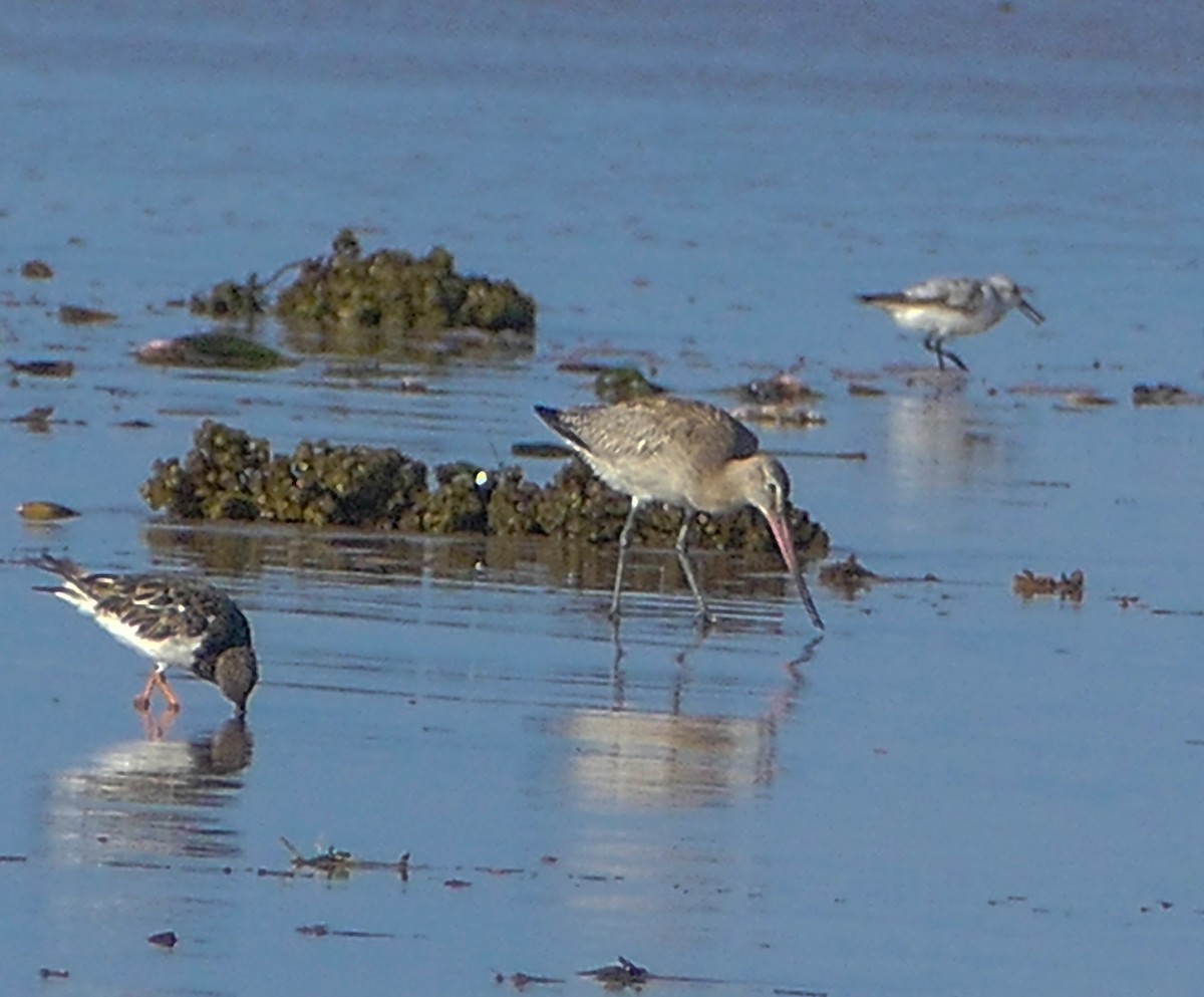 Bar-tailed Godwit - ML137532271