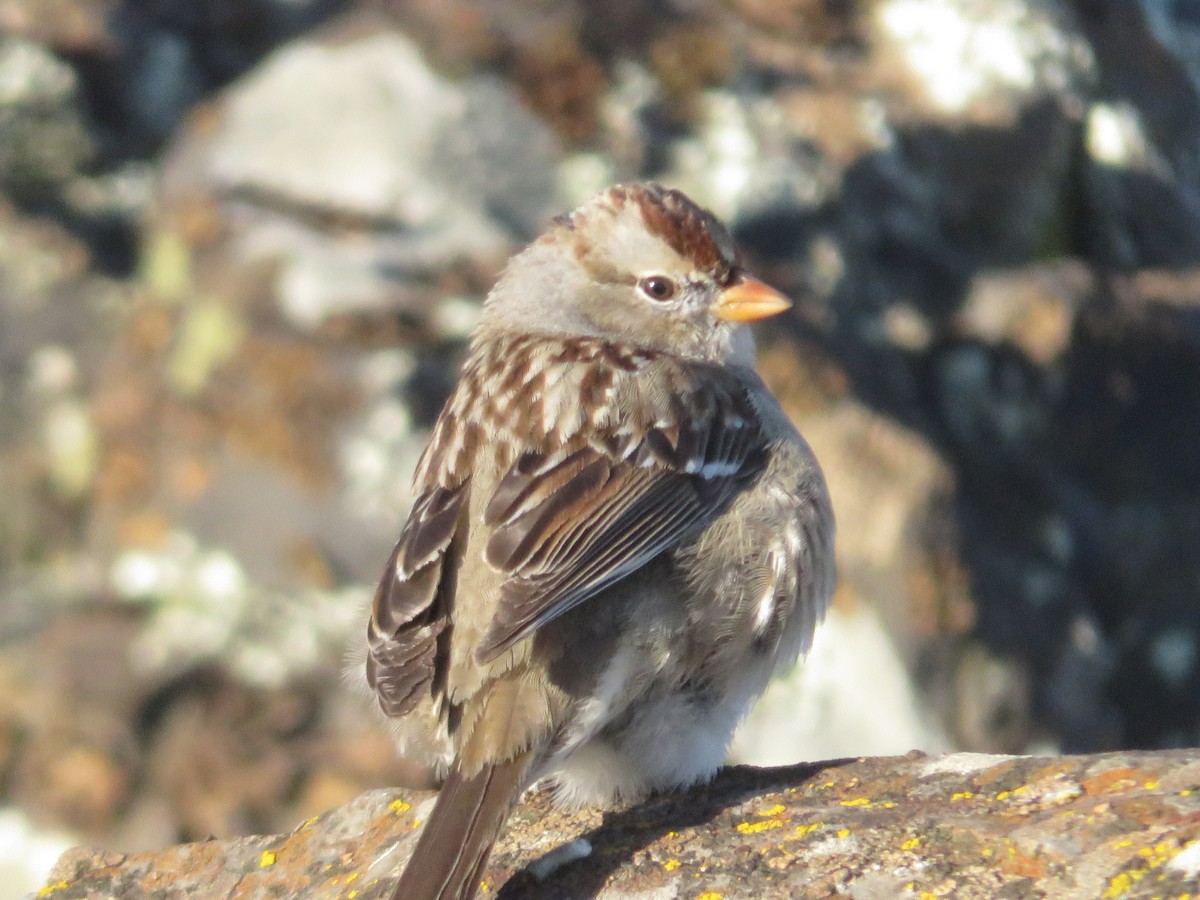 Bruant à couronne blanche - ML137533071