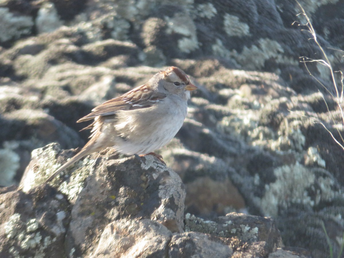 Bruant à couronne blanche - ML137533131