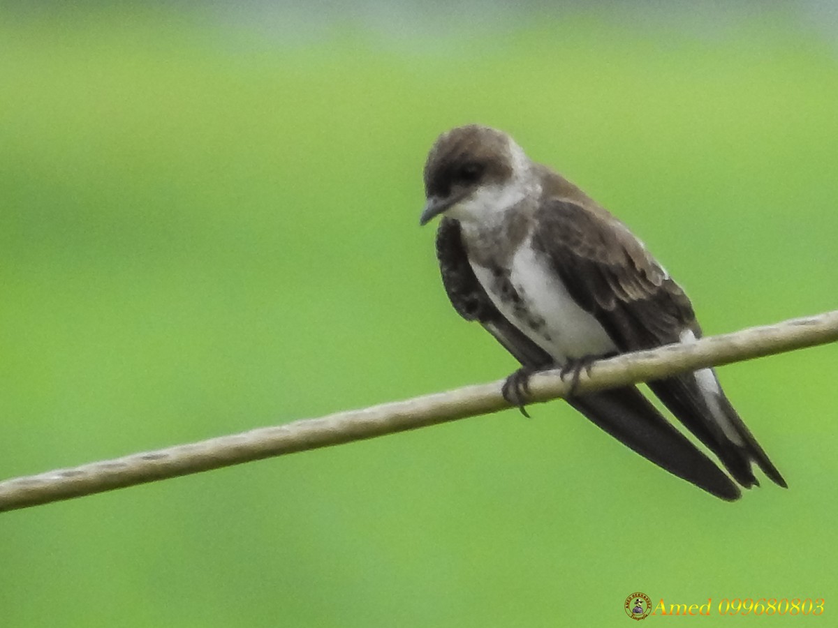 Brown-chested Martin - Amed Hernández