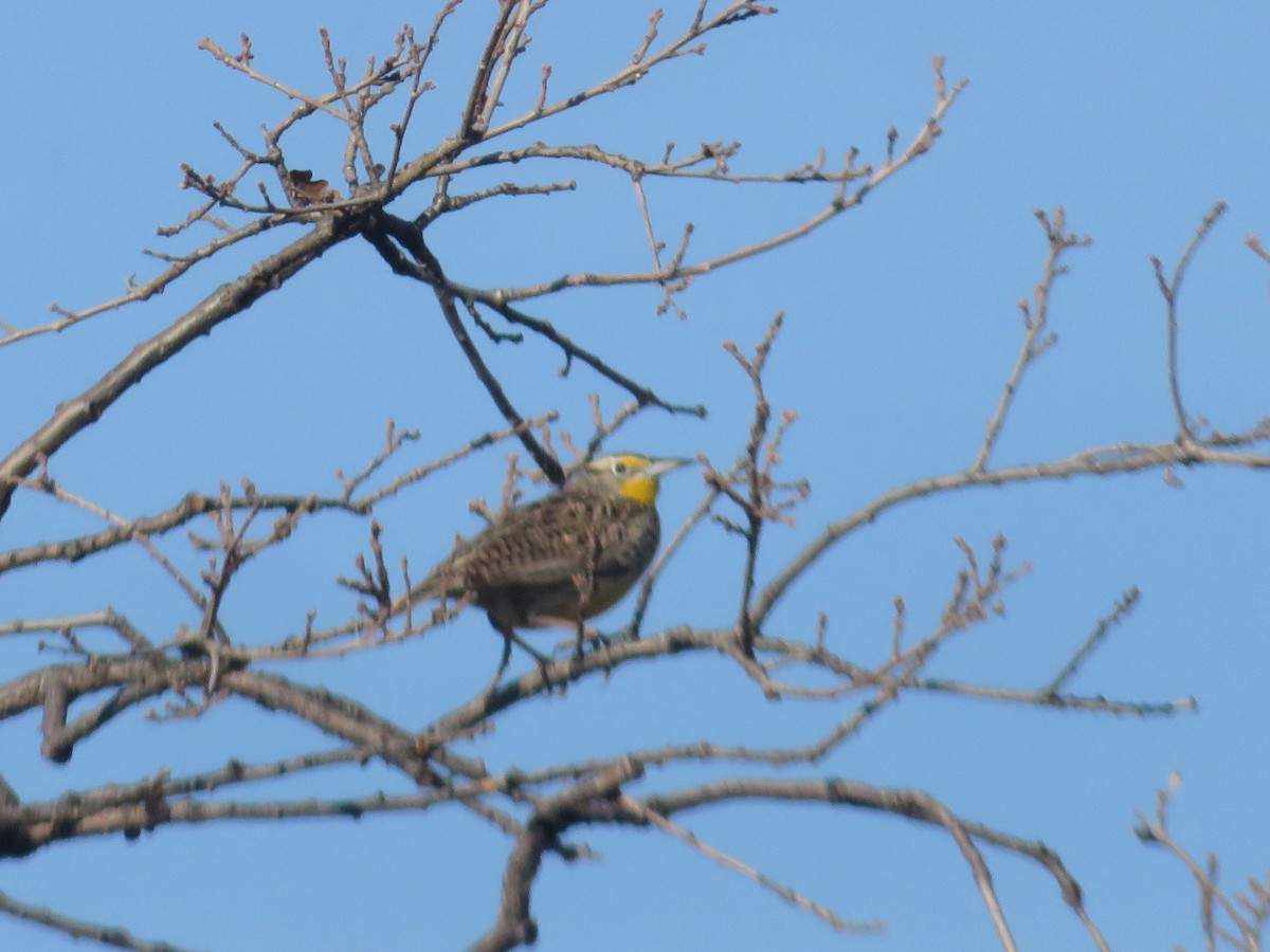 Western Meadowlark - Kai Miller