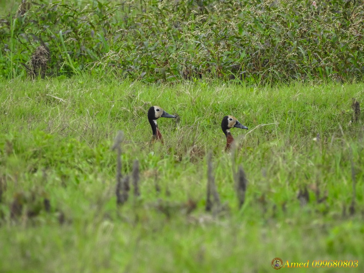 White-faced Whistling-Duck - ML137534121