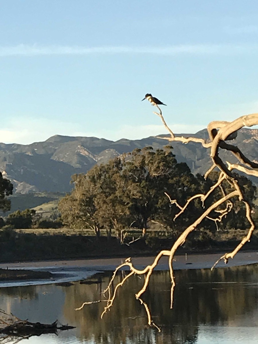 Belted Kingfisher - ML137534171