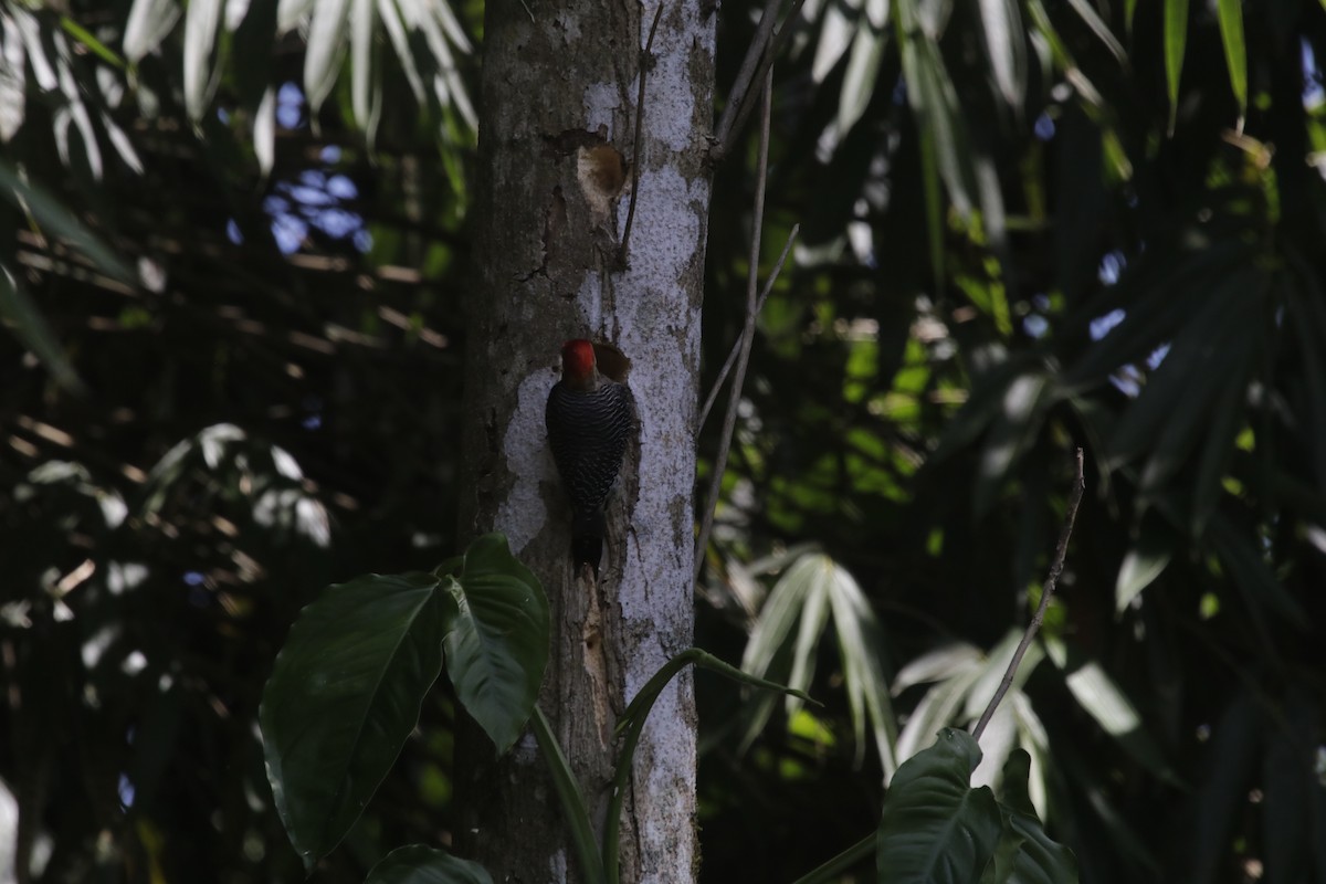 Carpintero Frentidorado (grupo santacruzi) - ML137534341