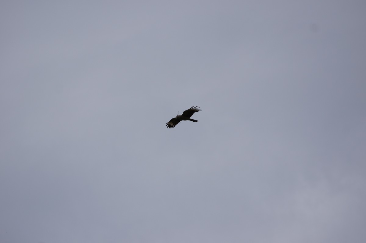 Yellow-headed Caracara - Gloria Nikolai