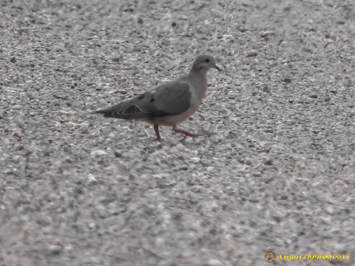 Eared Dove - Amed Hernández