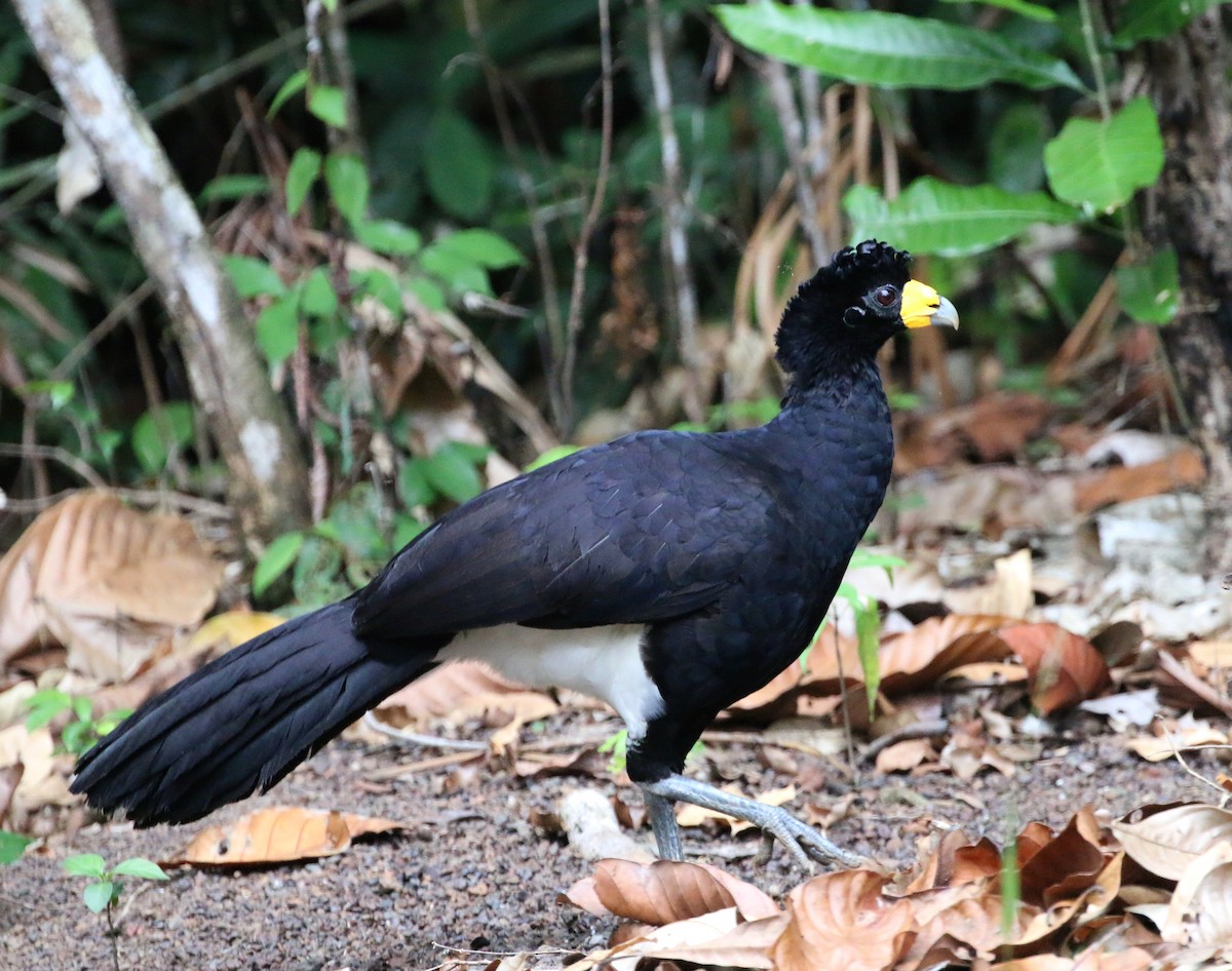 Black Curassow - David Stejskal